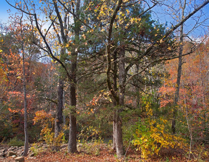 Picture of OZARK ST FRANCIS NATIONAL FOREST-ARKANSAS