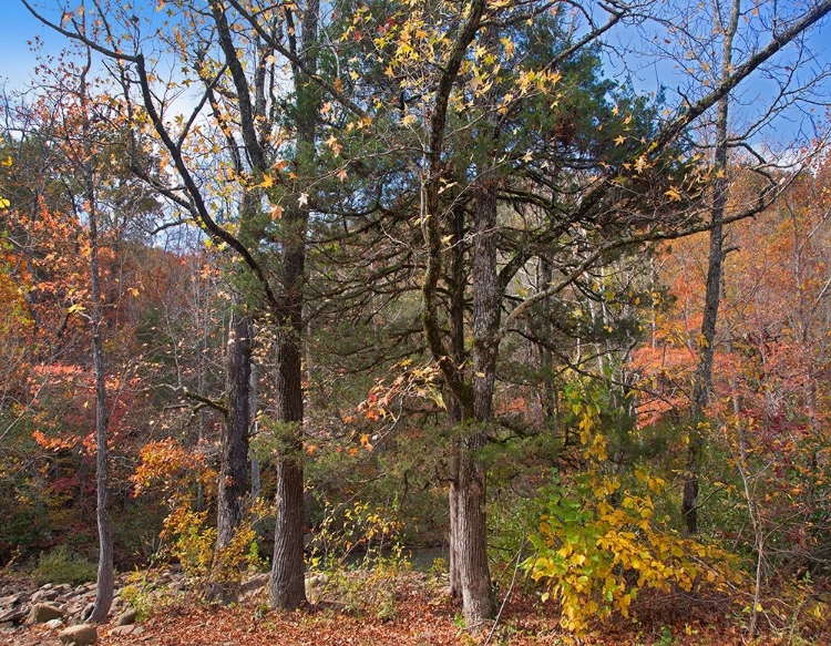 Picture of OZARK ST FRANCIS NATIONAL FOREST-ARKANSAS