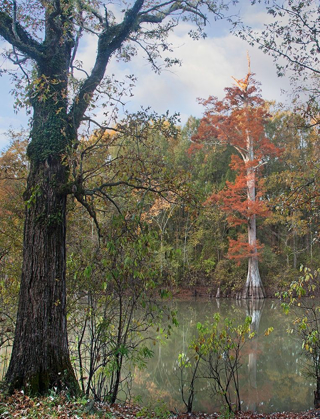 Picture of WHITE RIVER-WHITE RIVER NATIONAL WILDLIFE REFUGE-ARKANSAS