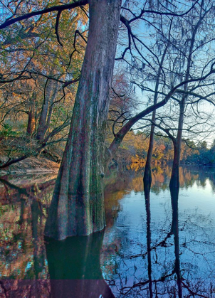Picture of SUWANEE RIVER-SUWANEE RIVER STATE PARK-FLORIDA
