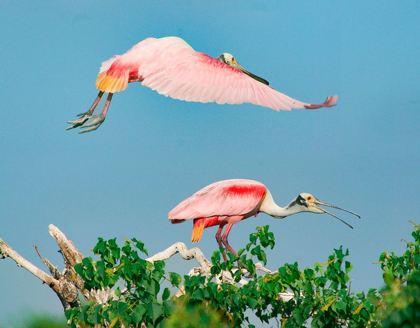 Picture of ROSEATE SPOONBILLS ON NEST-HIGH ISLAND-TEXAS USA
