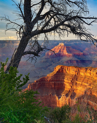 Picture of SAGITTARIUS RIDGE FROM PIMA POINT-GRAND CANYON NATIONAL PARK-ARIZONA