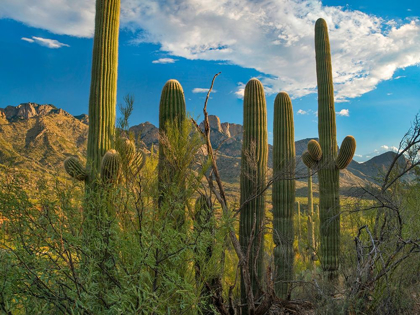 Picture of SAGUARO CACTI AND SANTA CATALINA MOUNTAINS AT CATALINA STATE PARK-ARIZONA