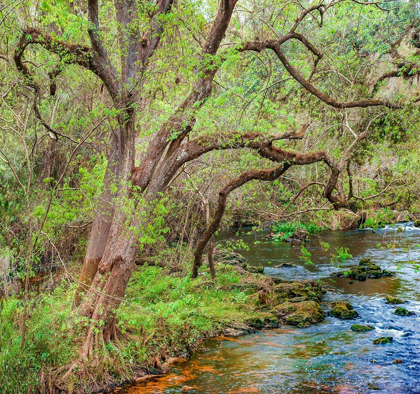 Picture of HARRISON RIVER STATE PARK-FLORIDA