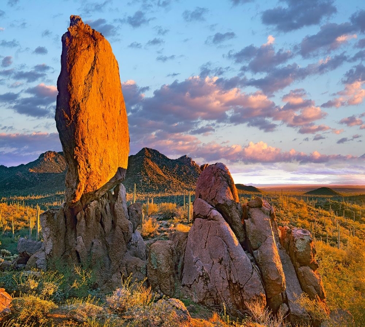 Picture of TUCSON MOUNTAINS-SAGUARO NATIONAL PARK-ARIZONA