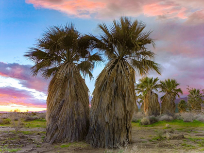 Picture of FAN PALMS-ANZA BORREGO DESERT-CALIFORNIA