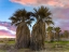 Picture of FAN PALMS-ANZA BORREGO DESERT-CALIFORNIA