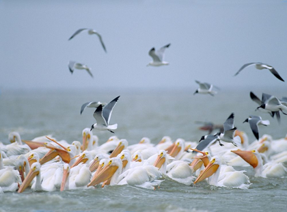 Picture of WHITE PELICANS AND LAUGHING GULLS-GALVESTON-TEXAS