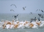 Picture of WHITE PELICANS AND LAUGHING GULLS-GALVESTON-TEXAS