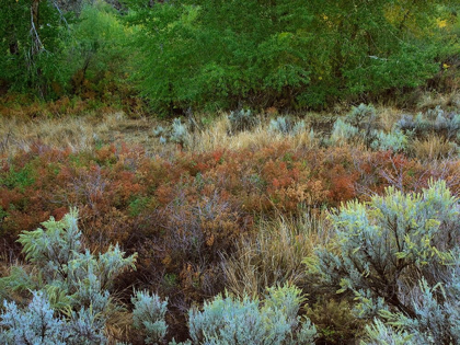 Picture of CHALLIS NATIONAL FOREST IDAHO