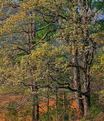 Picture of CADES COVE-GREAT SMOKY MOUNTAINS NATIONAL PARK-TENNESSEE