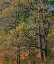 Picture of CADES COVE-GREAT SMOKY MOUNTAINS NATIONAL PARK-TENNESSEE