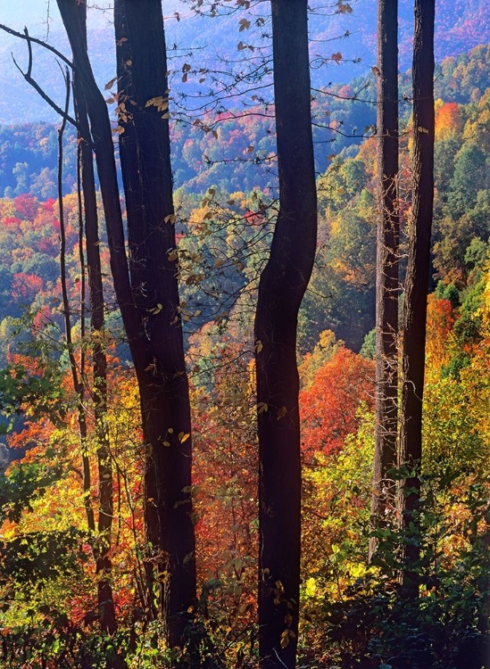 Picture of BLUE RIDGE PARKWAY NEAR DEEP GAP-NORTH CAROLINA