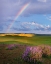 Picture of GIANT LUPINES-CARRIZO PLAINS NATIONAL MONUMENT-CALIFORNIA