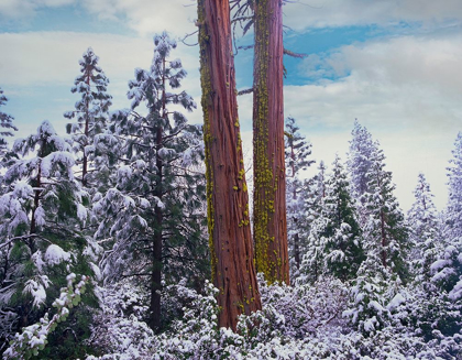 Picture of SEQUOIA TREES MARIPOSA GROVE YOSEMITE NATIONAL PARK-CALIFORNIA