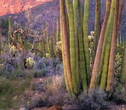 Picture of ORGAN PIPE CACTUS NATIONAL MONUMENT-ARIZONA