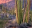 Picture of ORGAN PIPE CACTUS NATIONAL MONUMENT-ARIZONA