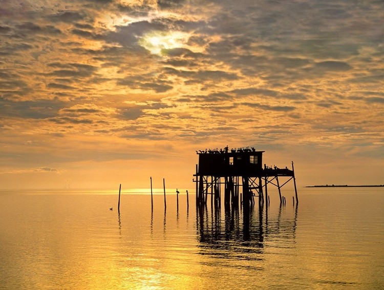 Picture of PELICANS-CEDAR KEY-FLORIDA