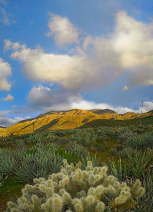 Picture of CHOLLA CACTUS AND AGAVES-MASON VALLEY-CALIFORNIA