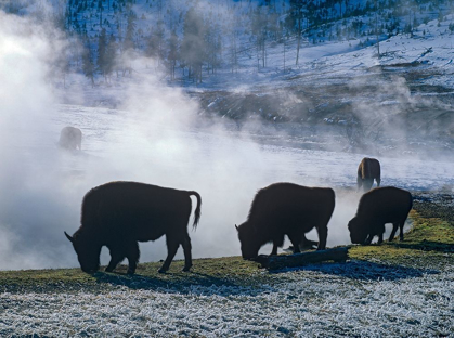 Picture of BISON AT A HOT SPRING-YELLOWSTONE NATIONAL PARK-WYOMING