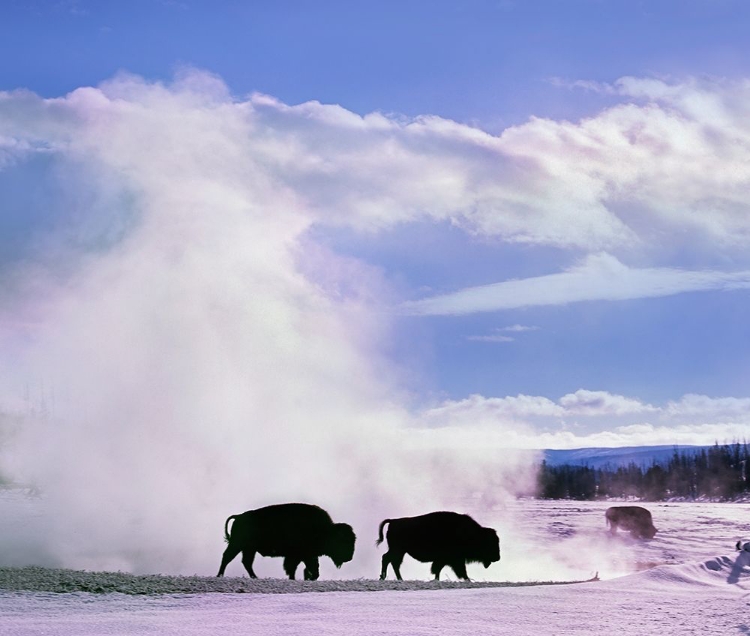 Picture of BISON AT A HOT SPRING-YELLOWSTONE NATIONAL PARK-WYOMING