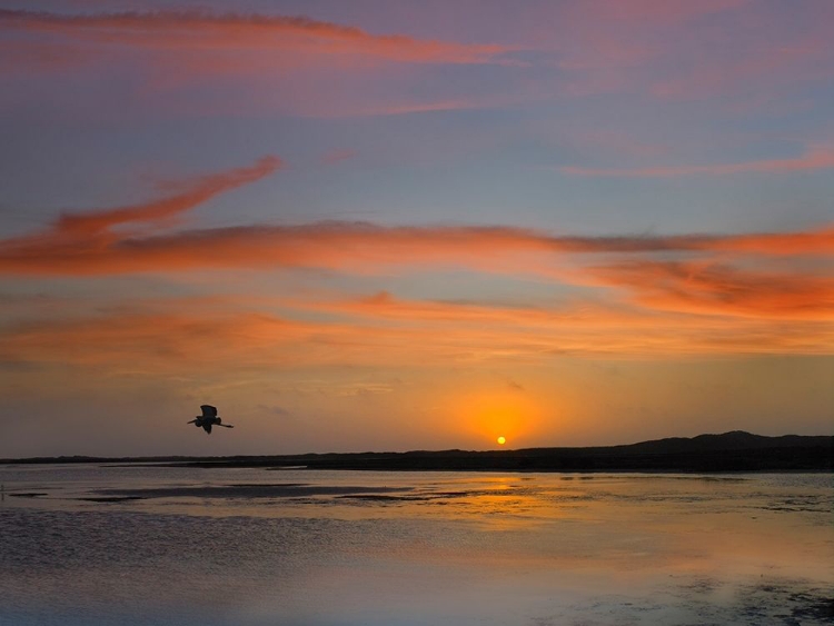 Picture of GREAT BLUE HERON AT MUSTANG ISLAND-TEXAS