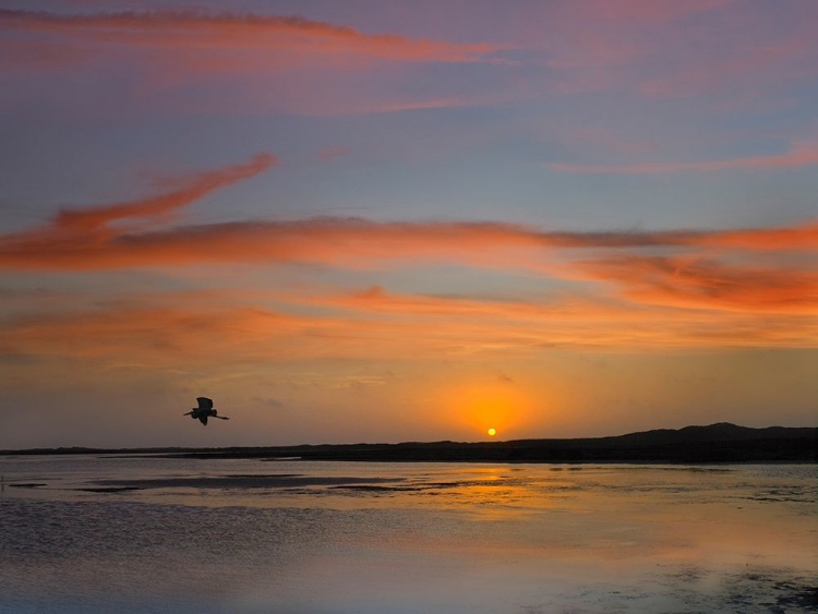 Picture of GREAT BLUE HERON AT MUSTANG ISLAND-TEXAS