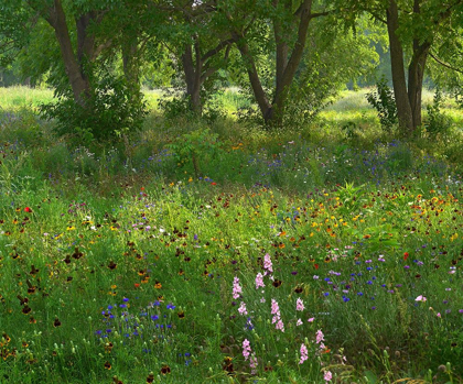 Picture of WILDFLOWER MEADOW AT JACKSONPORT STATE PARK-ARKANSAS