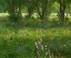 Picture of WILDFLOWER MEADOW AT JACKSONPORT STATE PARK-ARKANSAS
