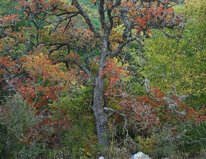 Picture of MAPLES IN AUTUMN-LOST MAPLES STATE PARK-TEXAS