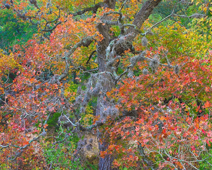 Picture of MAPLES IN AUTUMN-LOST MAPLES STATE PARK-TEXAS