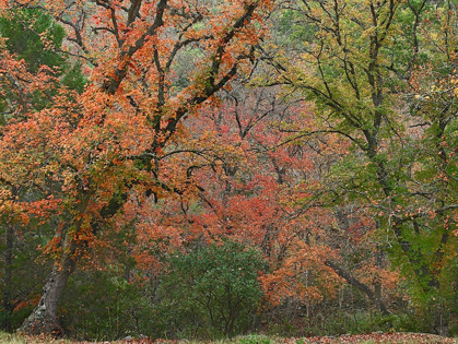 Picture of MAPLES IN AUTUMN-LOST MAPLES STATE PARK-TEXAS