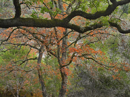 Picture of LOST MAPLES STATE PARK-TEXAS