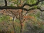 Picture of LOST MAPLES STATE PARK-TEXAS