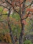 Picture of MAPLES IN AUTUMN-LOST MAPLES STATE PARK-TEXAS