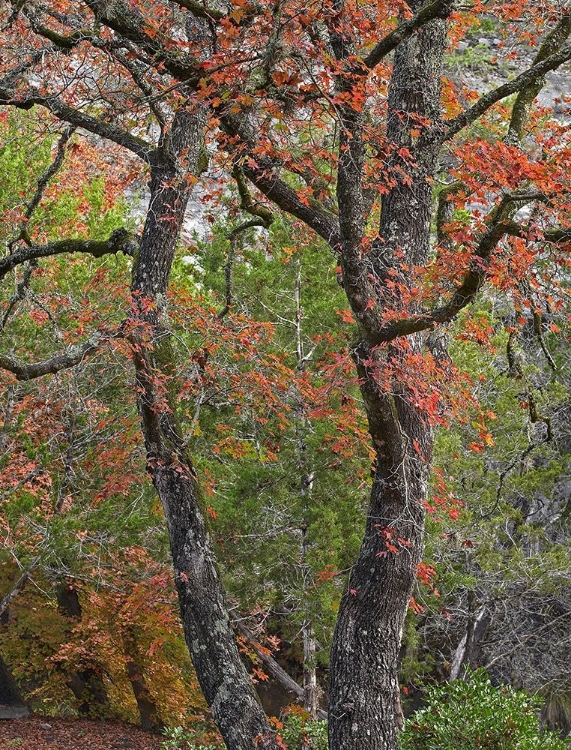 Picture of MAPLES IN AUTUMN-LOST MAPLES STATE PARK-TEXAS