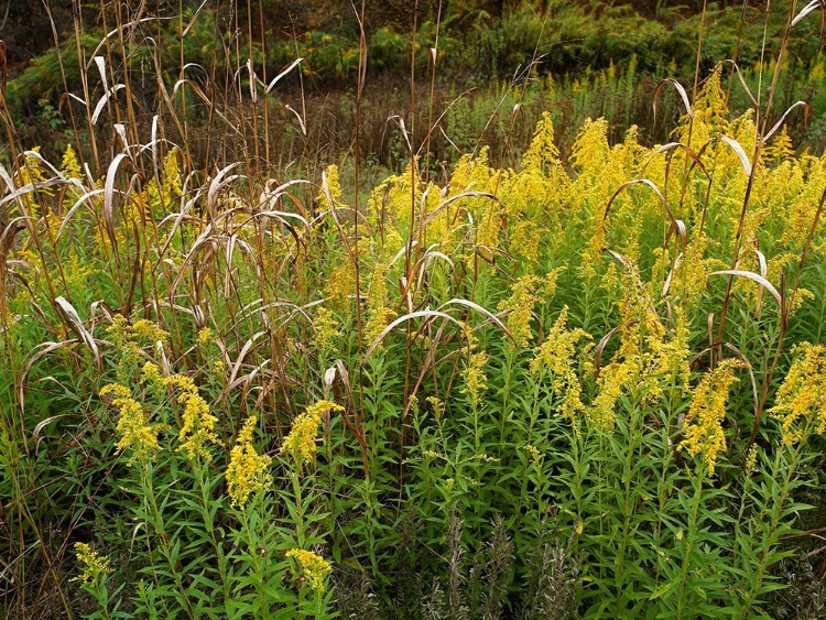 Picture of GOLDENRODS NEAR DEQUEEN-ARKANSAS