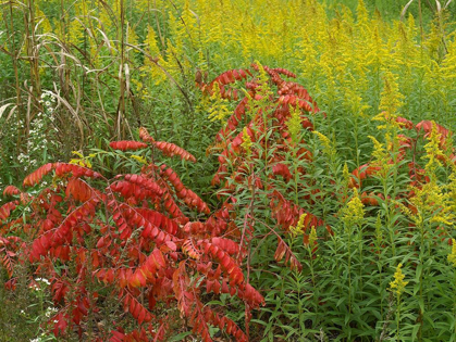 Picture of SUMAC AND GOLDENRODS NEAR DEQUEEN-ARKANSAS