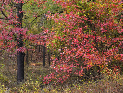Picture of SWEETGUM IN AUTUMN AT GILLHAM LAKE-ARKANSAS