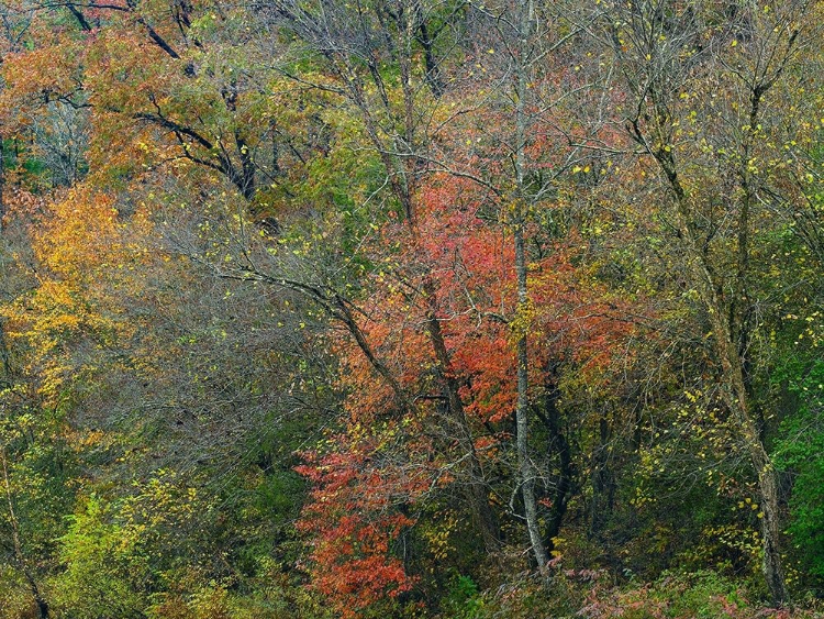 Picture of OAK-HICKORY WOODLANDS-OZARK NATIONAL FOREST-ARKANSAS