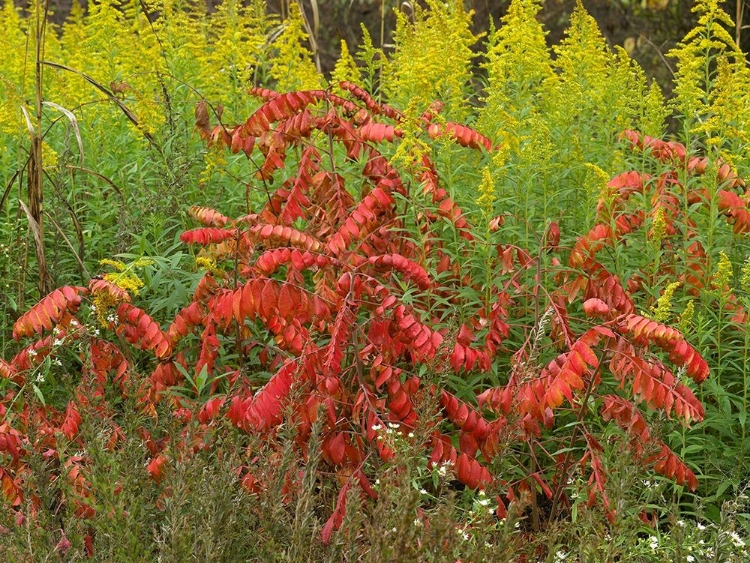 Picture of SUMAC AND GOLDENRODS NEAR DEQUEEN-ARKANSAS