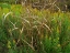 Picture of GOLDENRODS NEAR DEQUEEN-ARKANSAS