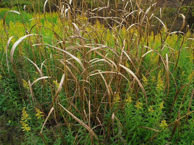 Picture of GOLDENRODS NEAR DEQUEEN-ARKANSAS