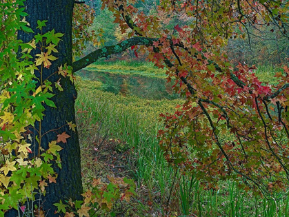 Picture of SWEETGUM ALONG WILTON LANDING-MILLWOOD LAKE-ARKANSAS