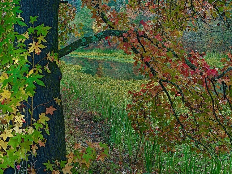 Picture of SWEETGUM ALONG WILTON LANDING-MILLWOOD LAKE-ARKANSAS