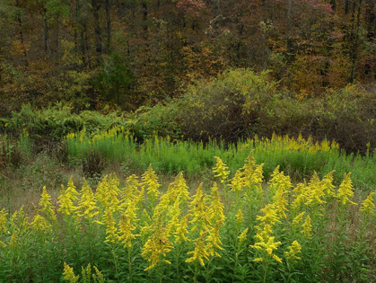 Picture of GOLDENRODS NEAR DEQUEEN-ARKANSAS