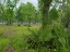 Picture of BIG THICKET NATIONAL PRESERVE-LANCE ROSIER-TEXAS