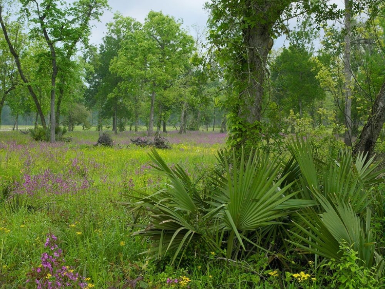 Picture of BIG THICKET NATIONAL PRESERVE-LANCE ROSIER-TEXAS