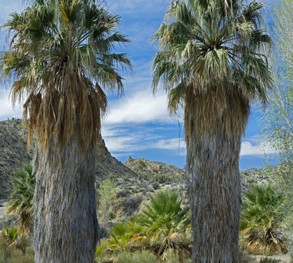 Picture of COTTONWOOD SPRINGS-JOSHUA TREE NATIONAL PARK-CALIFORNIA