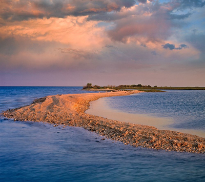 Picture of OYSTERCATCHER POINT NEAR ROCKPORT-TEXAS